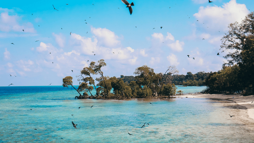 Birds fly over a tropical shoreline with clear turquoise water and small, leafy islands nearby.