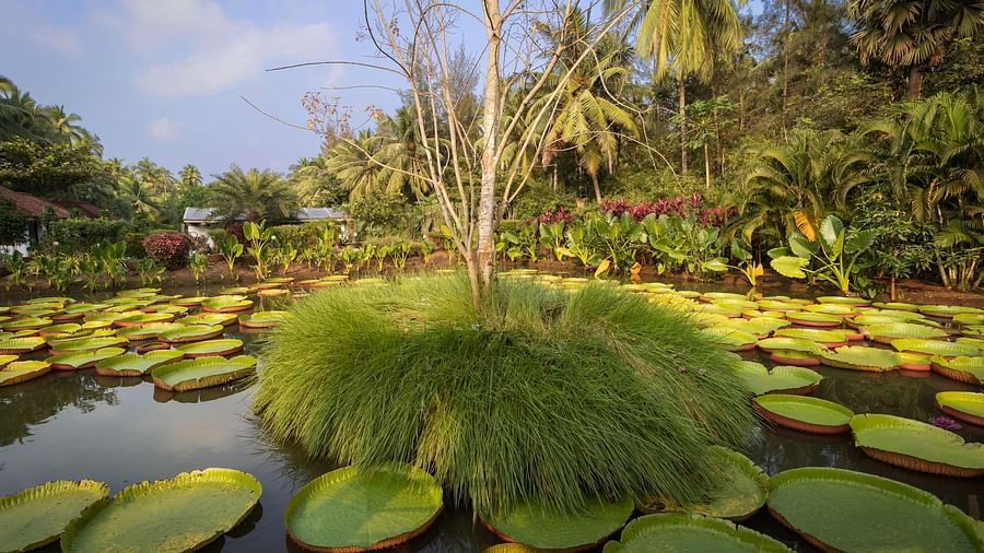 Amazonica-
