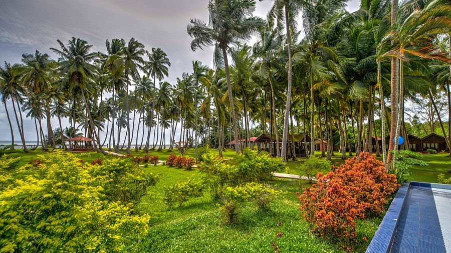 lush greenery