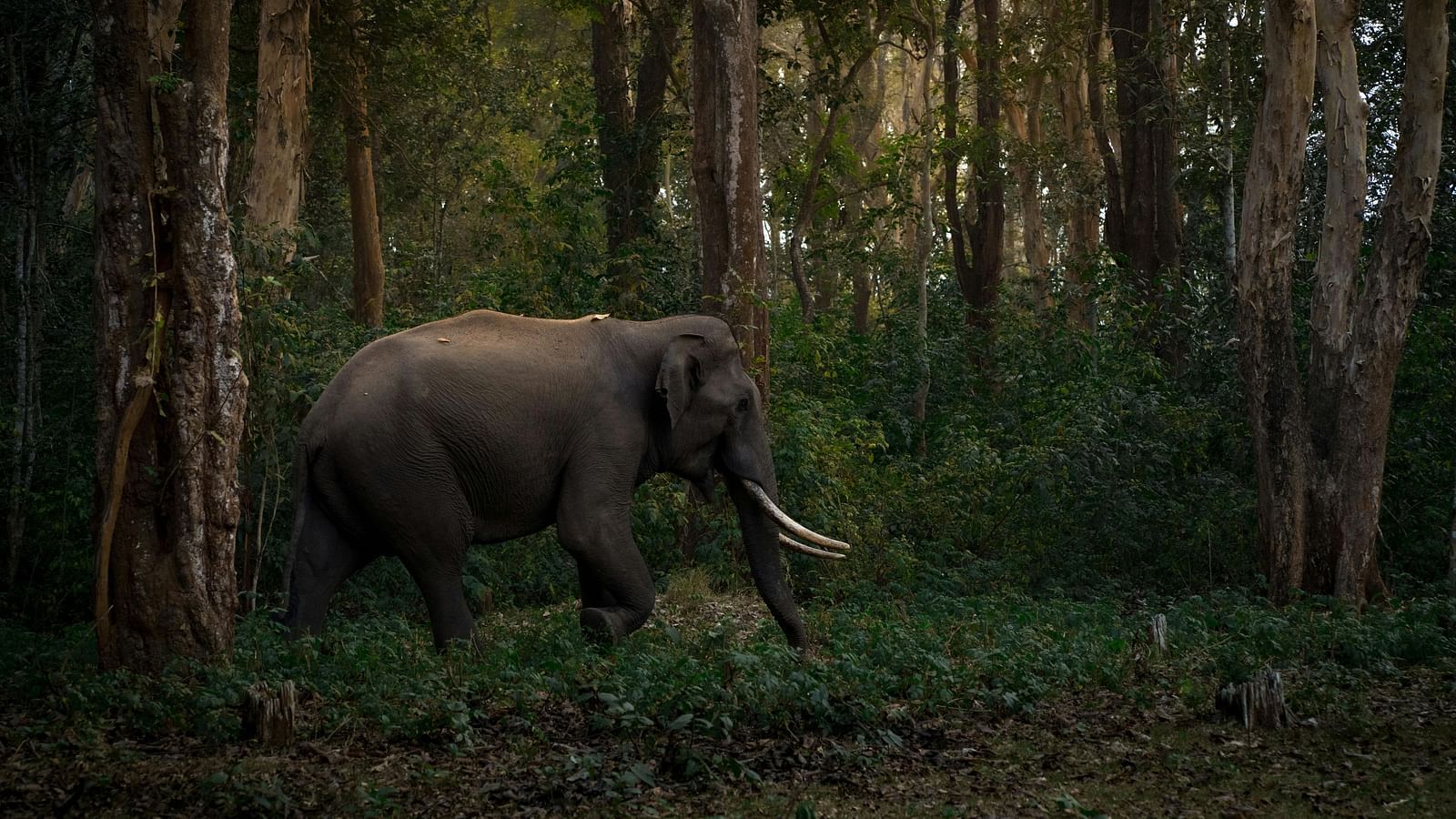 An elephant walking in a lush green forest.