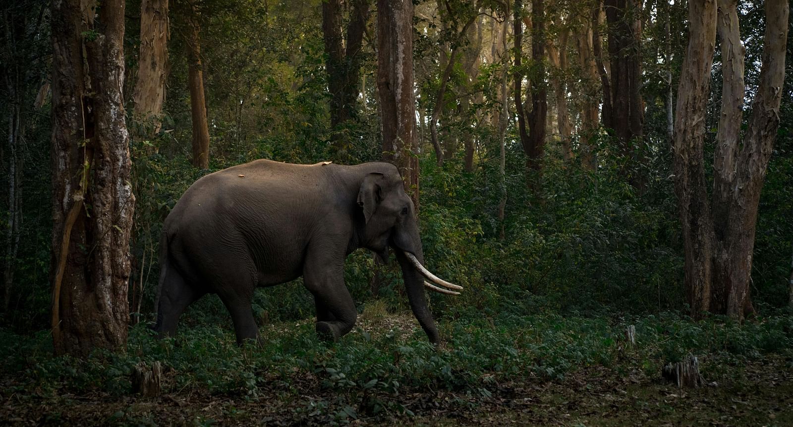 image of an elephant wandering though a dense lush green forest with tall trees all around