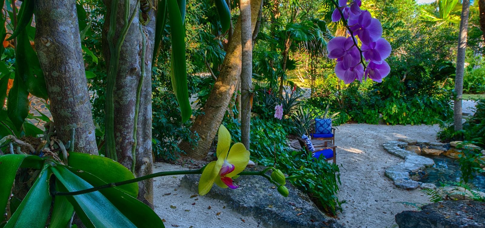 Double Orchids