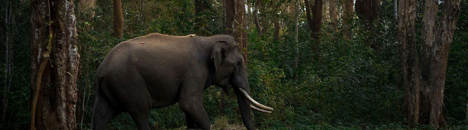 An elephant walking in a lush green forest.