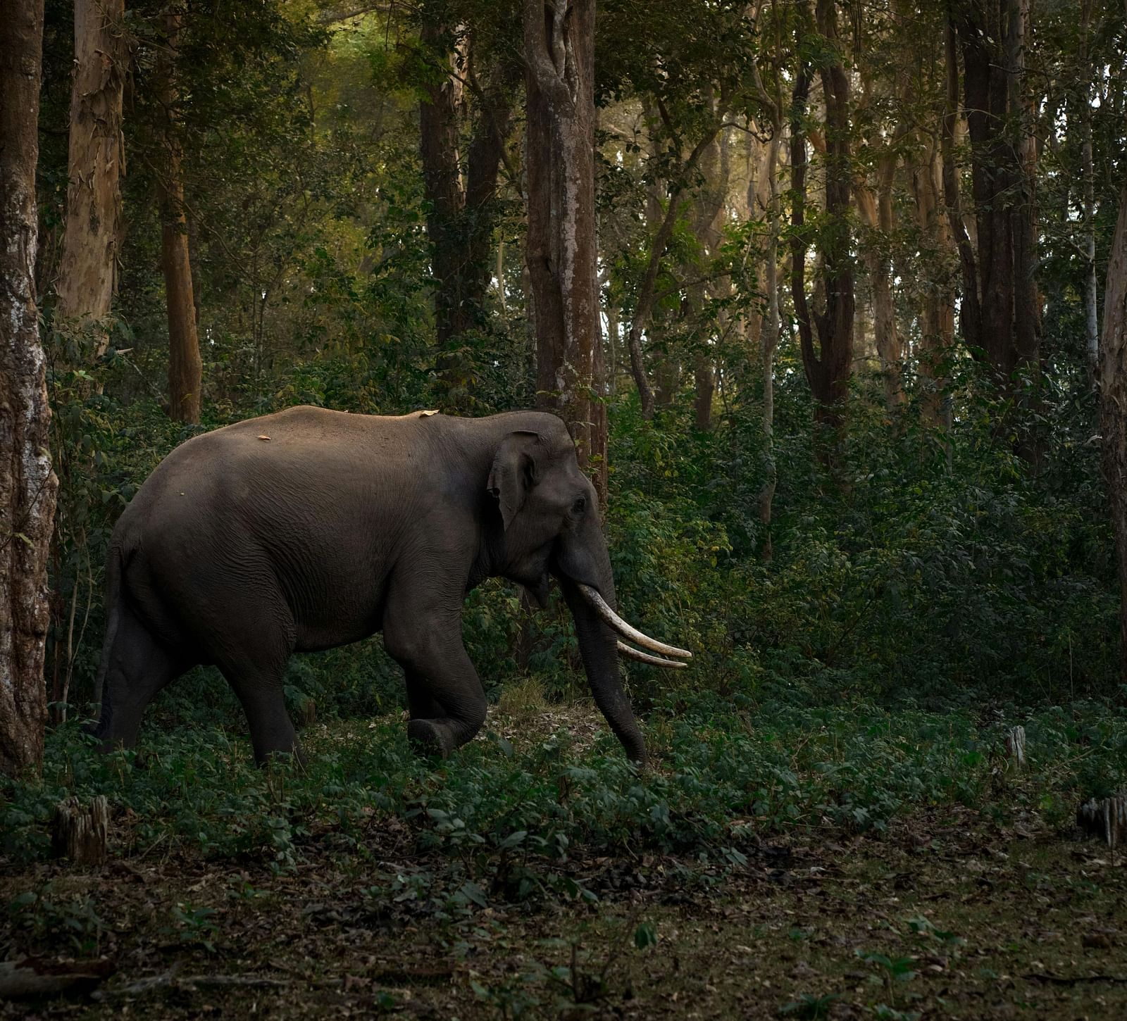 Mahananda Wildlife