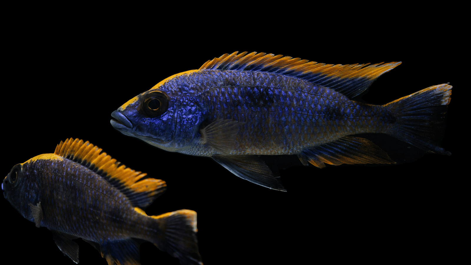 2 brightly coloured Cichlids with streamlined bodies swim together through dark waters.