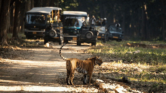 A tiger walking across a dirt road in a forest area with 2 safari vehicles and people beside them stopped behind the animal.