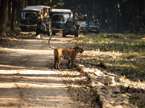 A tiger walking across a dirt road in a forest area with 2 safari vehicles and people beside them stopped behind the animal.
