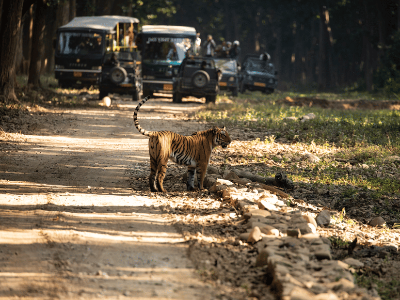 A tiger walking across a dirt road in a forest area with 2 safari vehicles and people beside them stopped behind the animal.