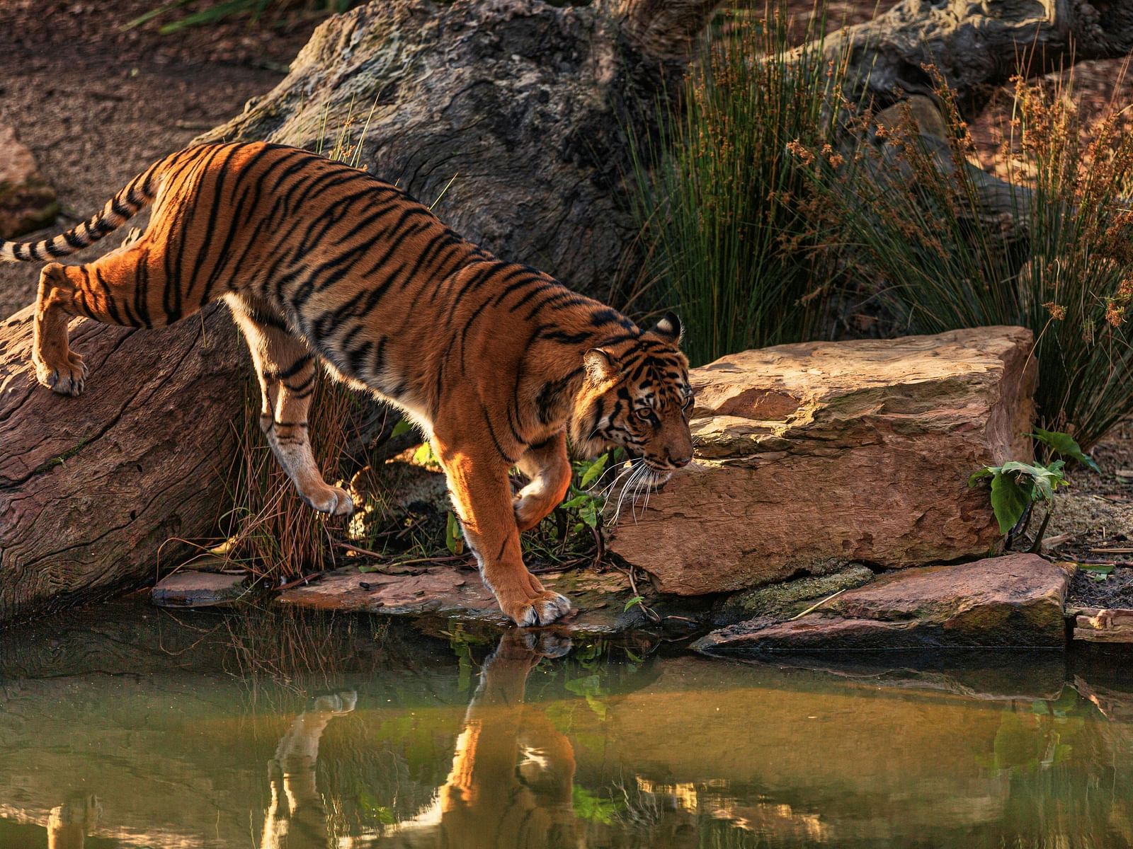 A tiger leaping down from a rocky ledge towards a pool of water. Its reflection is visible in the water.