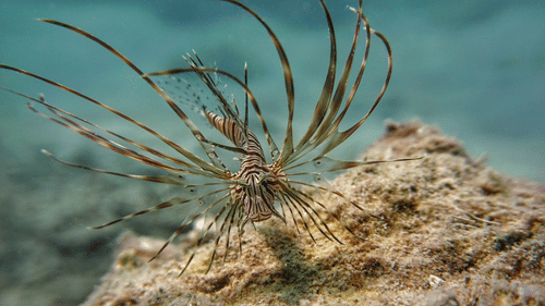 Lionfish with its fins spread in all directions found in ocean bed.
