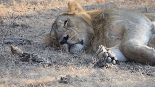 a sleeping lioness