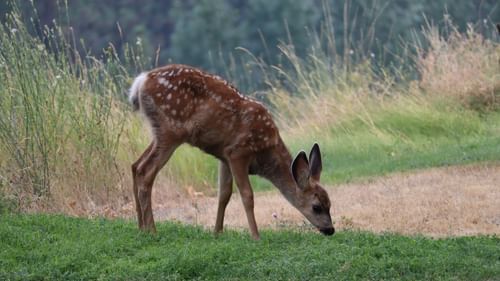 a deer grazing