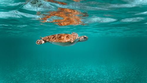 a turtle swimming