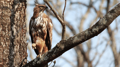 Tranquil Resort, Wayanad Wayanad Crested Serpent Hawk birdwatching Tranquil Resort Wayanad