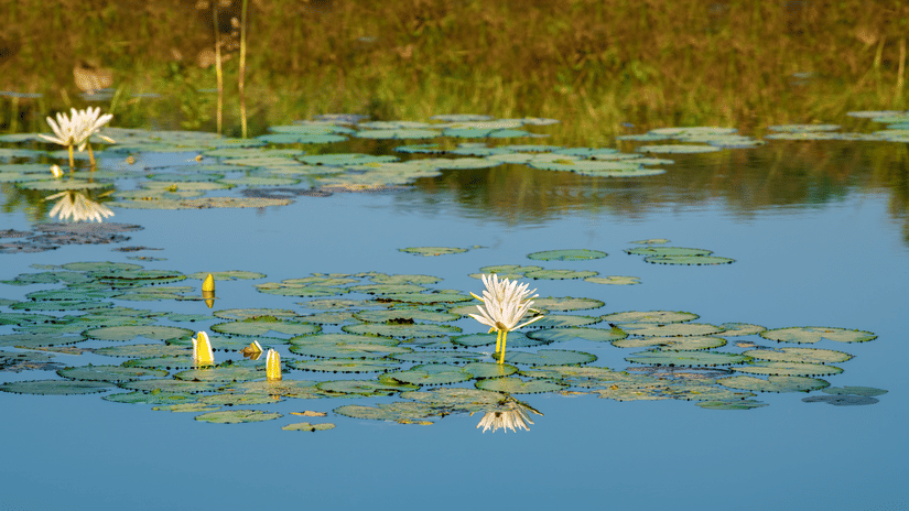 Tranquil pond with lily pads, white water lilies, and yellow buds reflecting surrounding greenery in a serene natural setting.