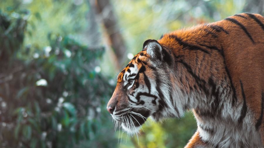 The Tattwaa Corbett Spa and Resort - side view of a tiger