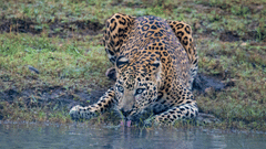 A closeup shot of a leopard drinking water from the Kabini lake.