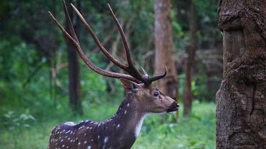a close up shot of a deer looking away from the carema in kabini forest.