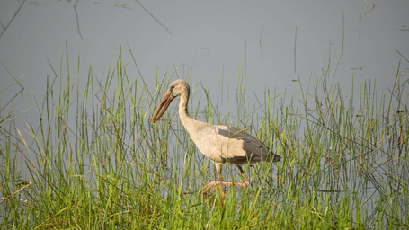 A close up shot of a open bill stork standing on grassy marshland.