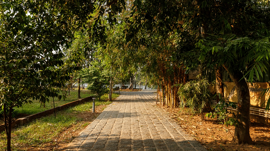 A pathway through a green, tree-lined area with dappled sunlight.