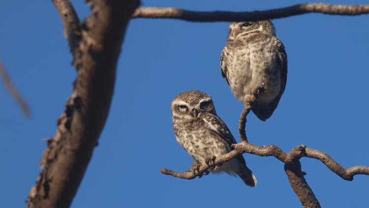This Month in Wildlife Sightings Feb2022, Aramness 4