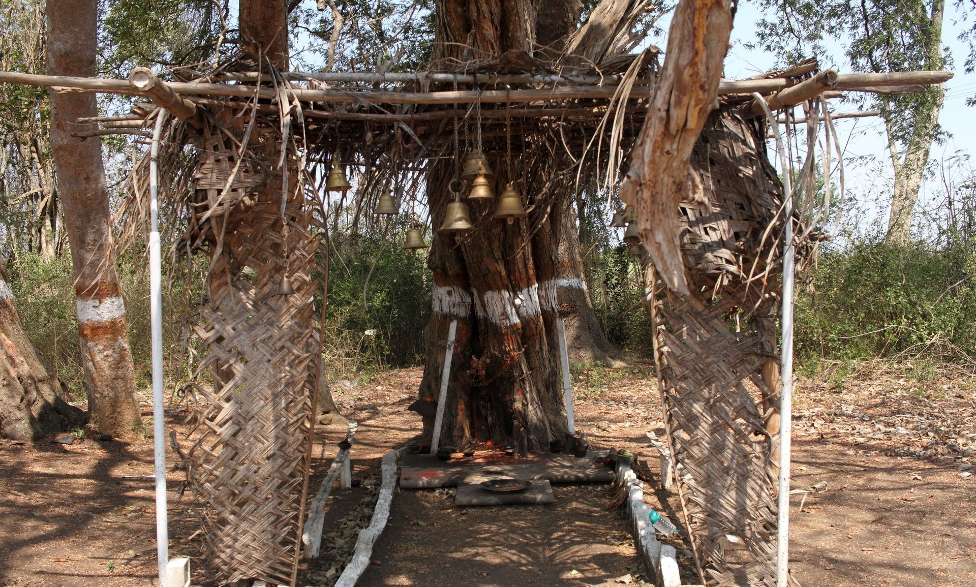 Shrine under a tree with bells and offerings.
