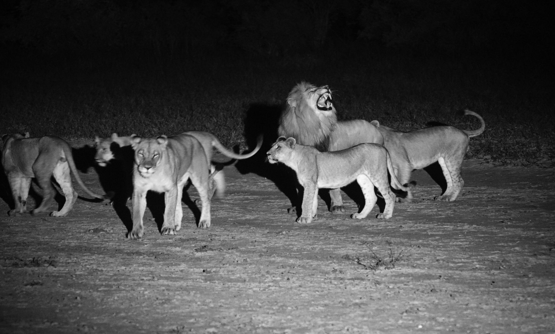 A pride of lions including a roaring male at night.