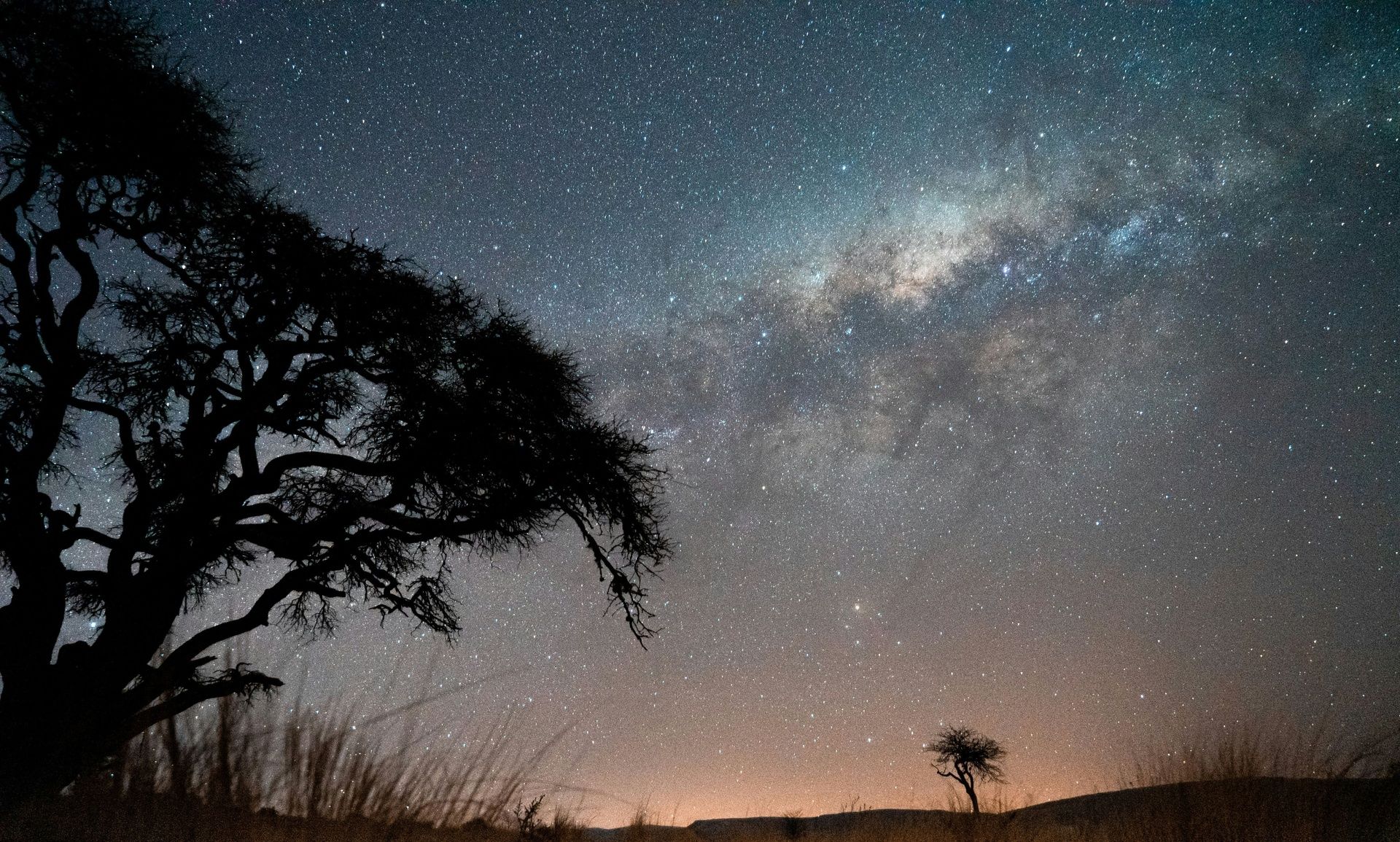 Milky Way galaxy above silhouetted trees at night.