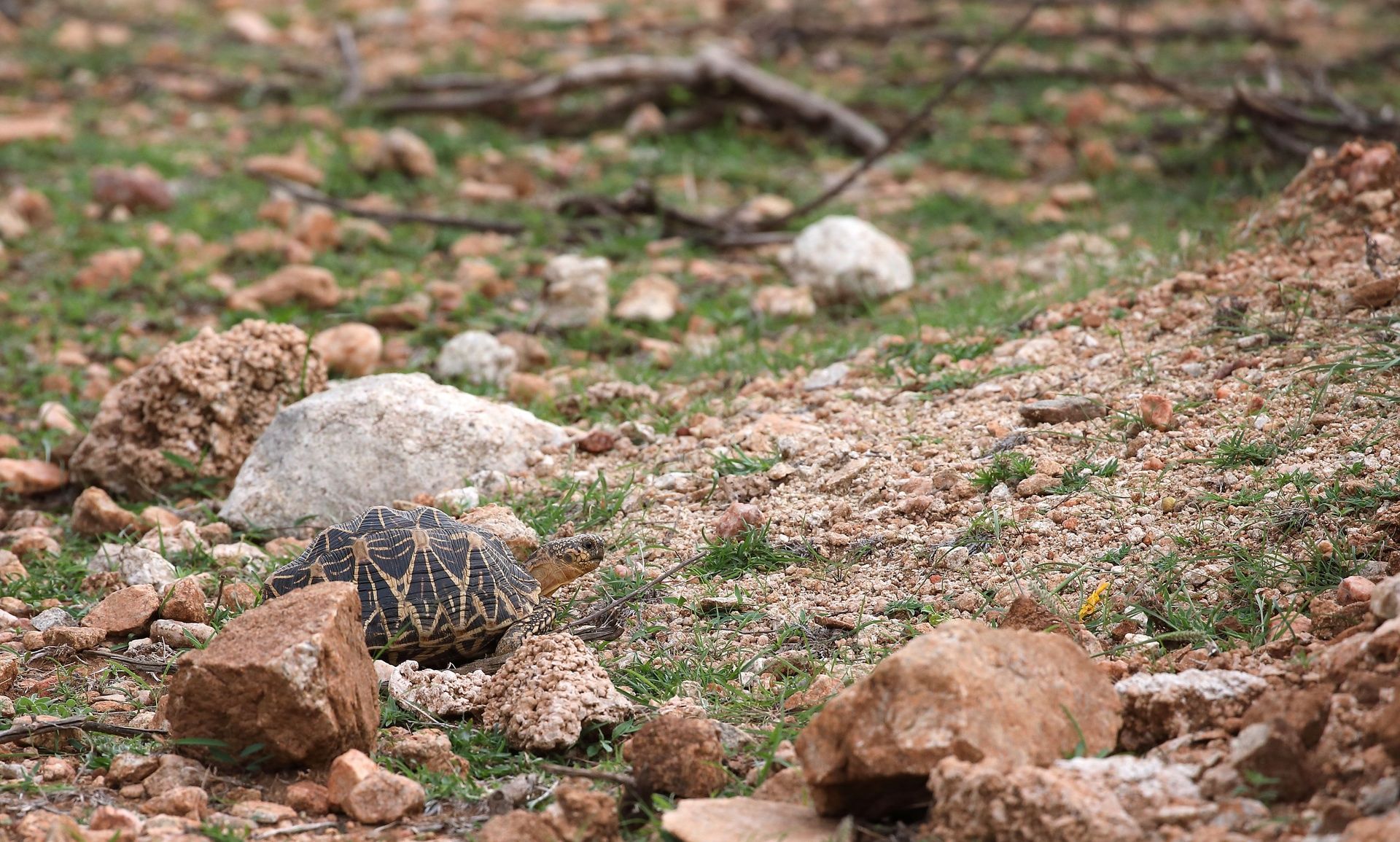 Indian Star Tortoise on grassy ground in Daroji sanctuary.