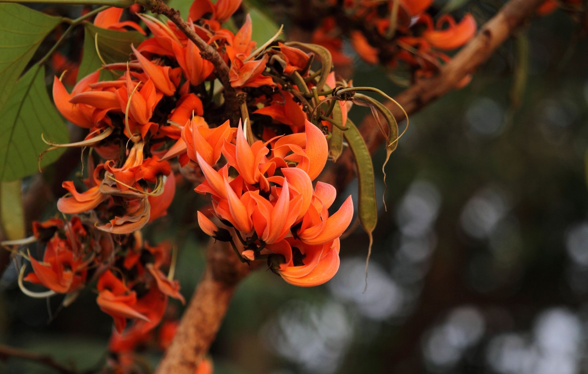 Close-up of vibrant orange Flame of the Forest flowers.