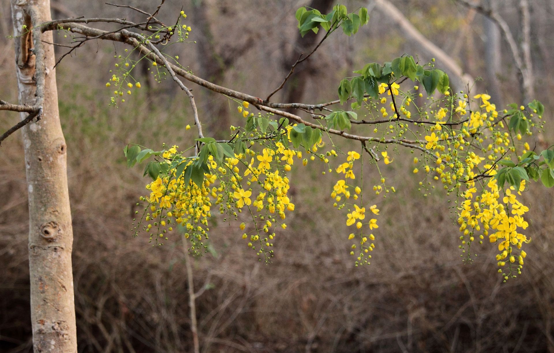 Golden Shower tree with vibrant yellow flowers.