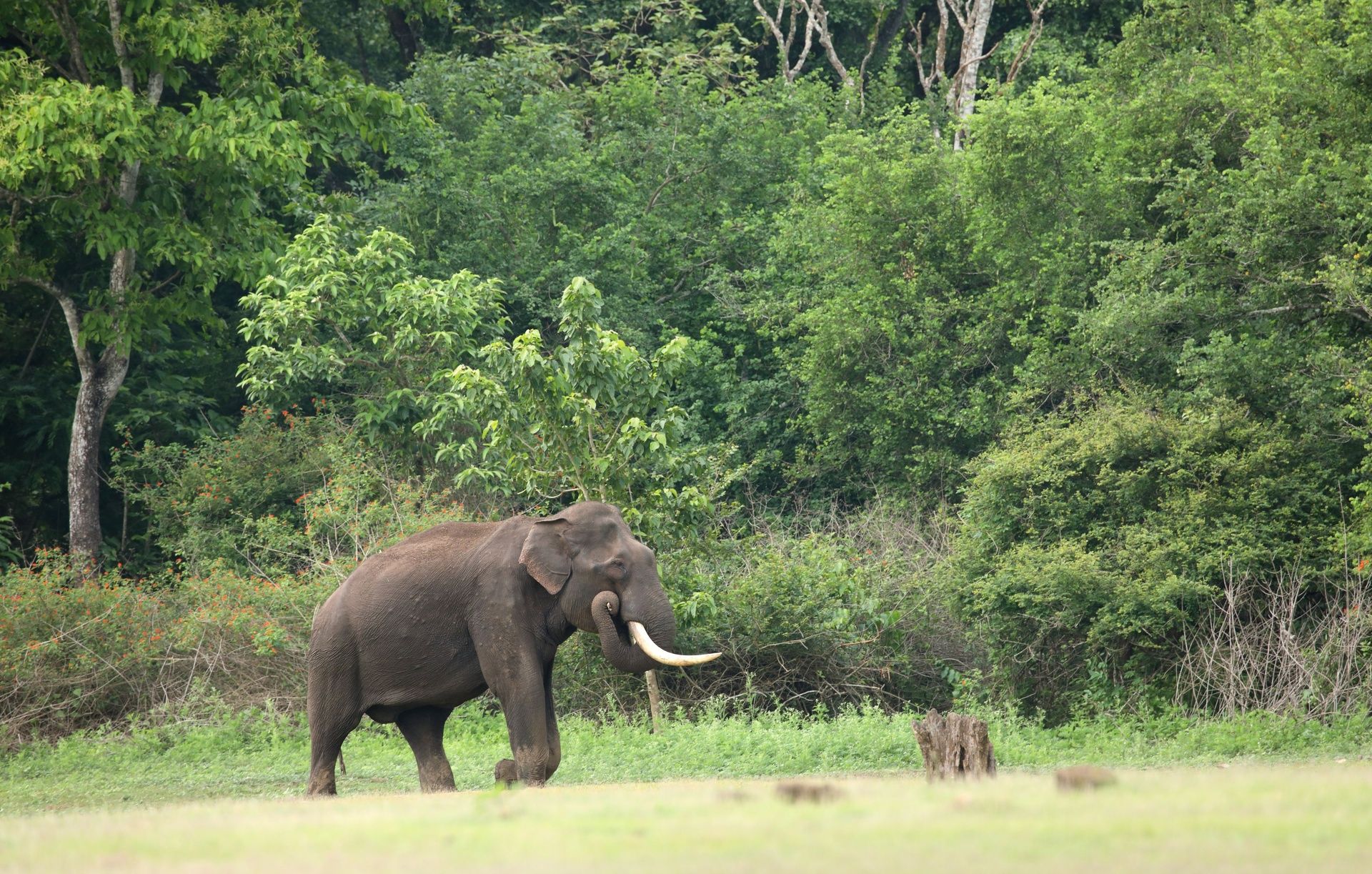 Elephant with tusks in a lush green forest clearing.