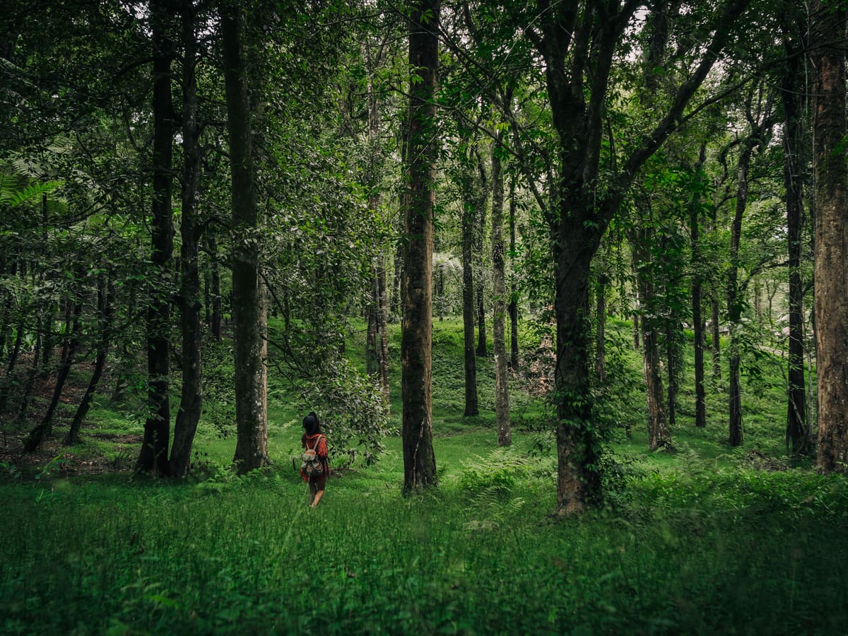 A guided nature walk through the grounds at Signum Resort, Bandhavgarh