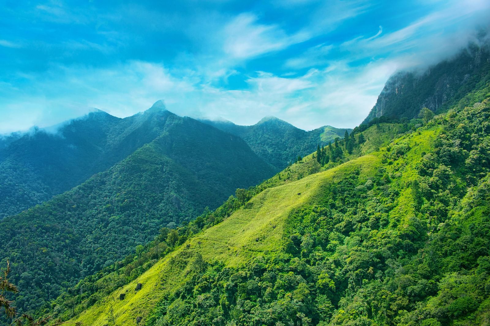 Lush mountain view with fog.