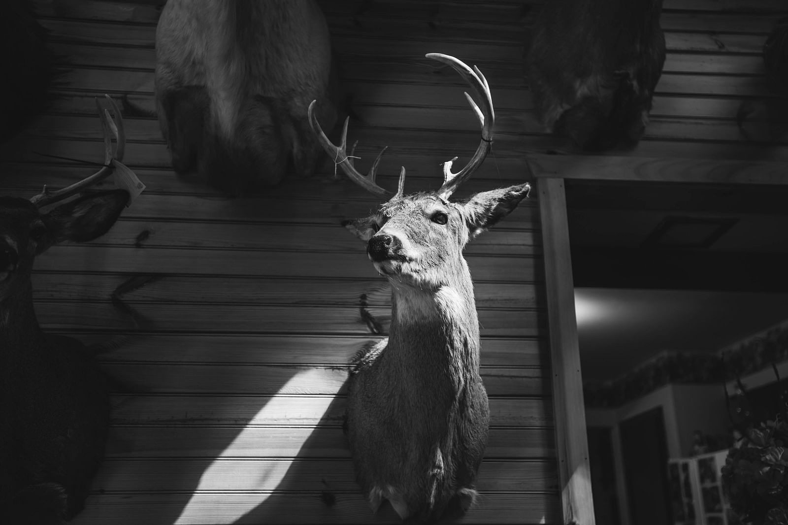 Black and white photo of a mounted deer head with antlers on a wooden wall.