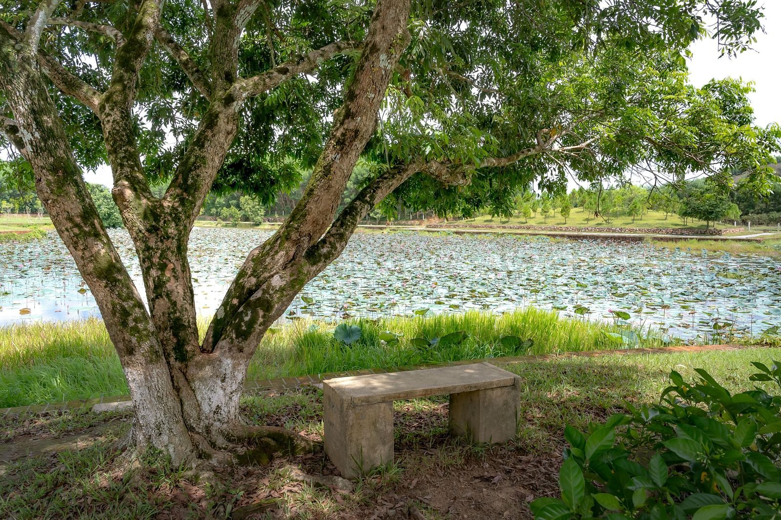 image of a tree shadowing a concrete bench that is right besides a lake
