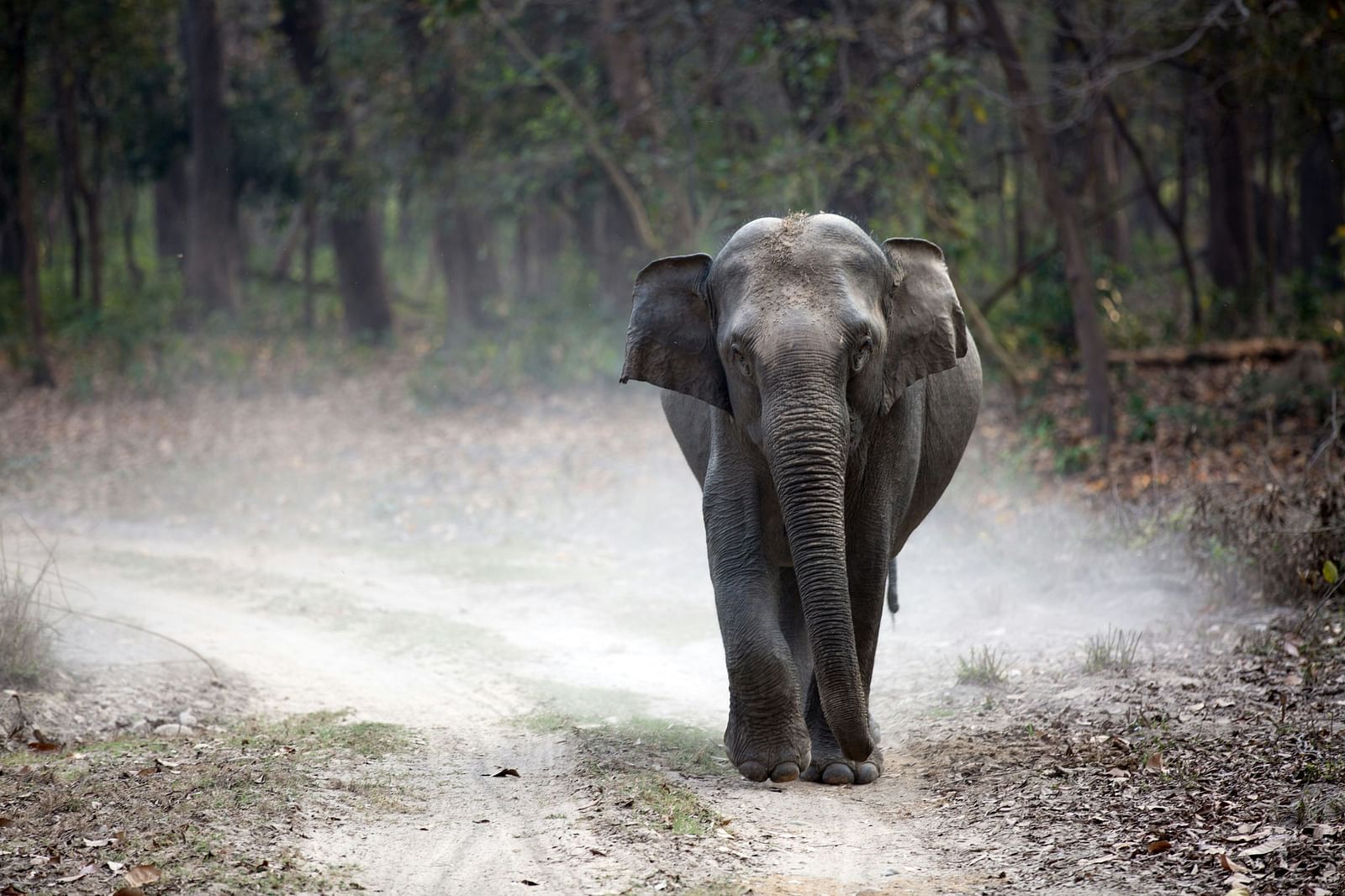 An elephant walking on a road blowing dust in the background