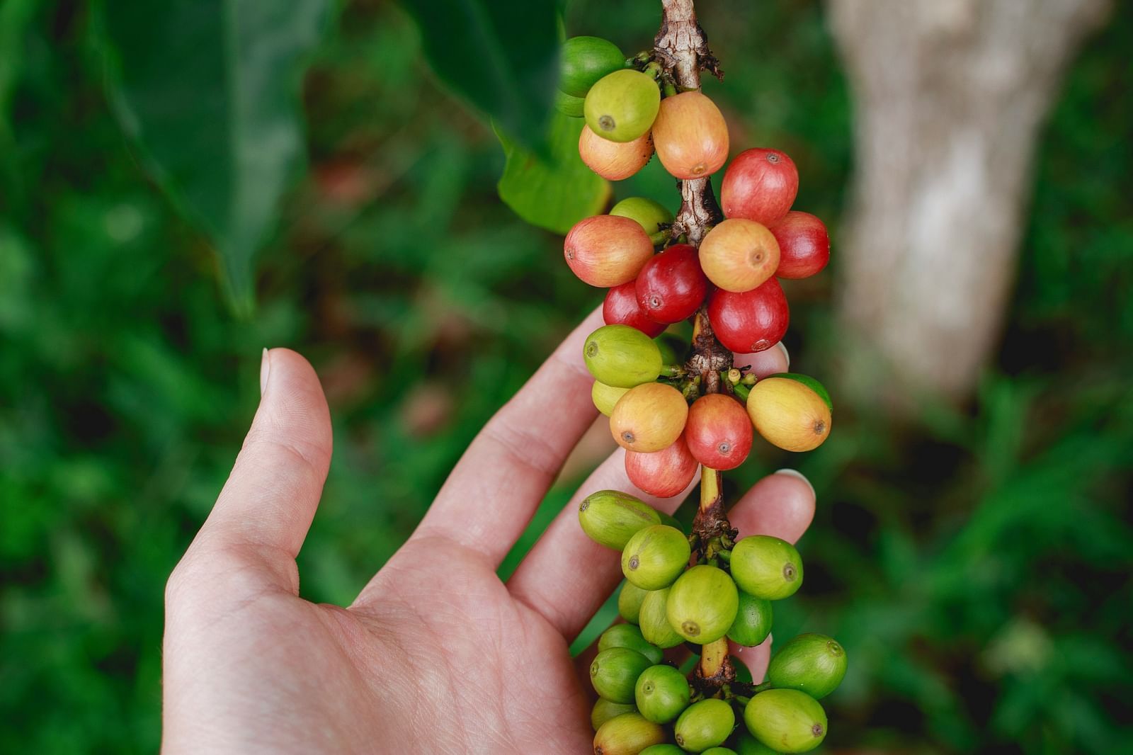 A hand supporting the unripe green and pink coffee beans