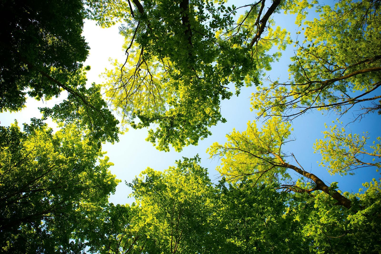 sky shot of trees in a forest during daytime