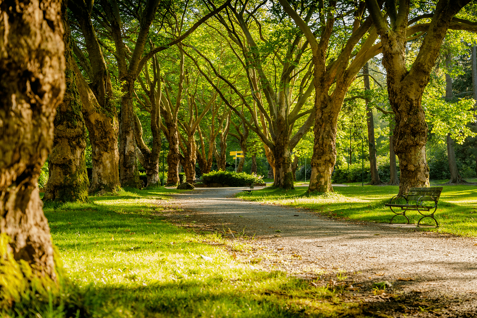 an overview of a park with huge trees line both the sides of a walking path.