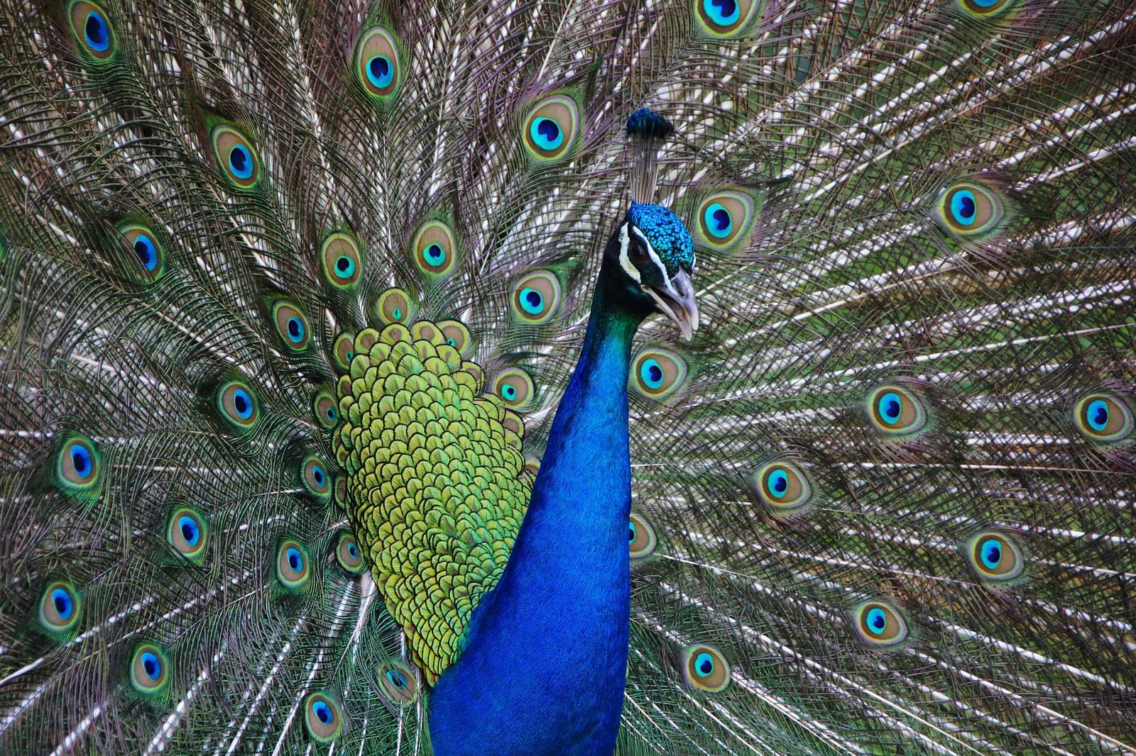 A close up shot of a peacock fluttering its wings while looking away from the camera.
