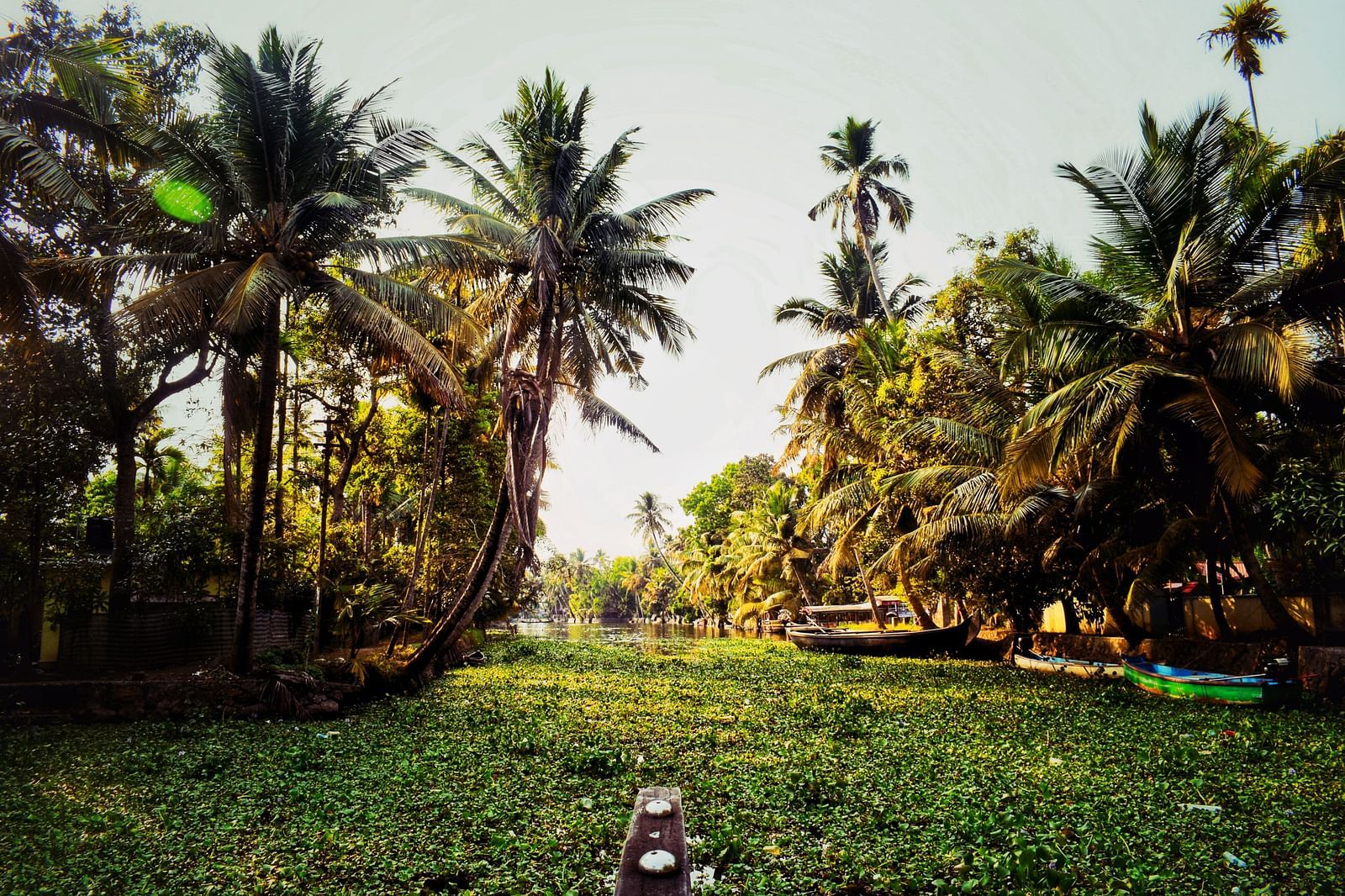 The bow of a boat emerges, navigating through the backwaters covered in aquatic vegetation - best honeymoon places in Kerala