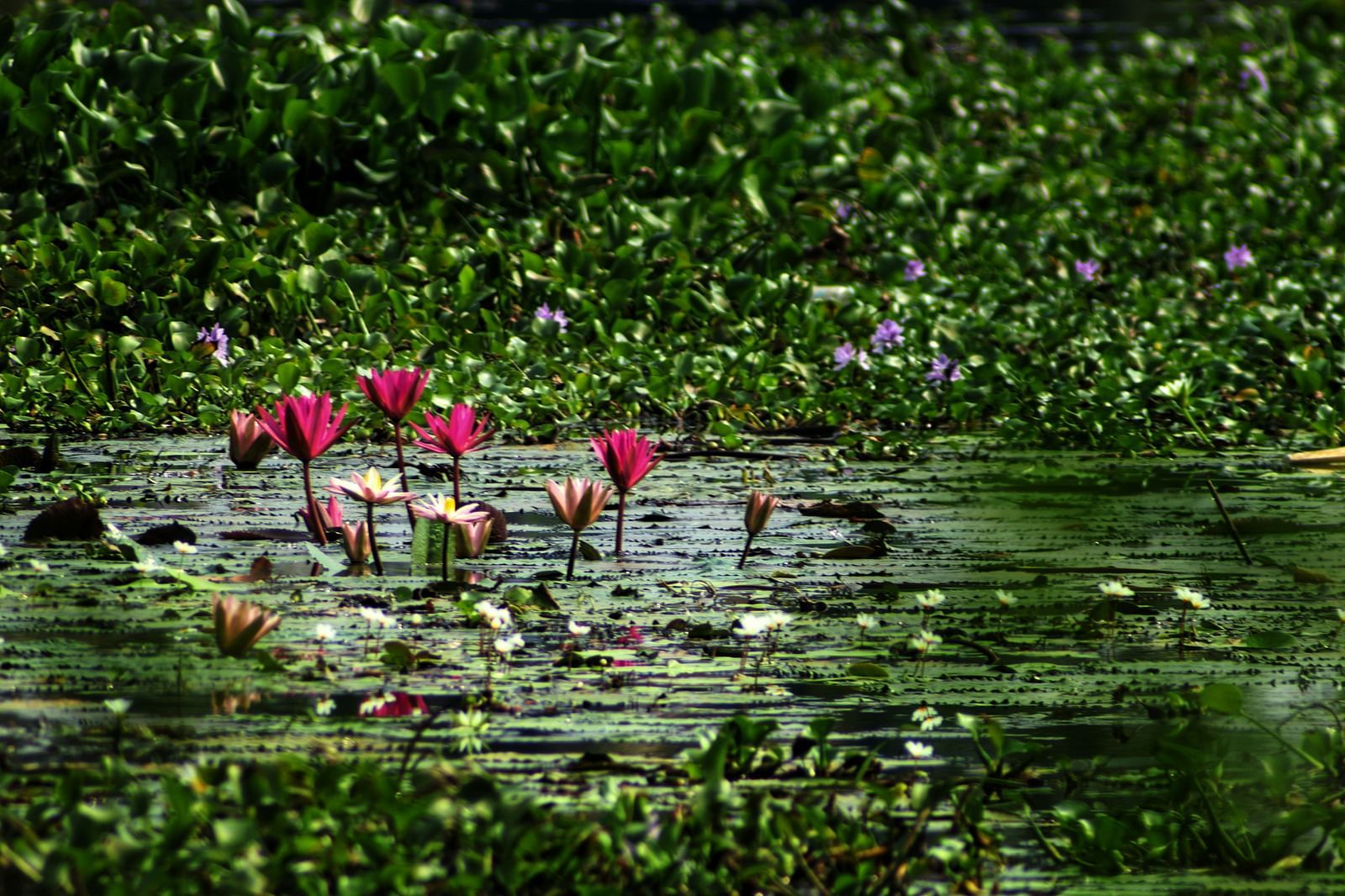 A cluster of vibrant pink lotuses blooms gracefully above the water, surrounded by green weeds.