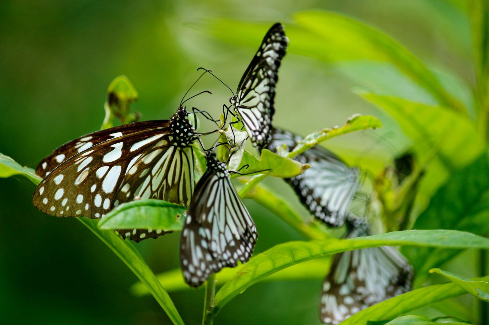 an image of a few butterflies flying next to each other while being perched on a small leaf