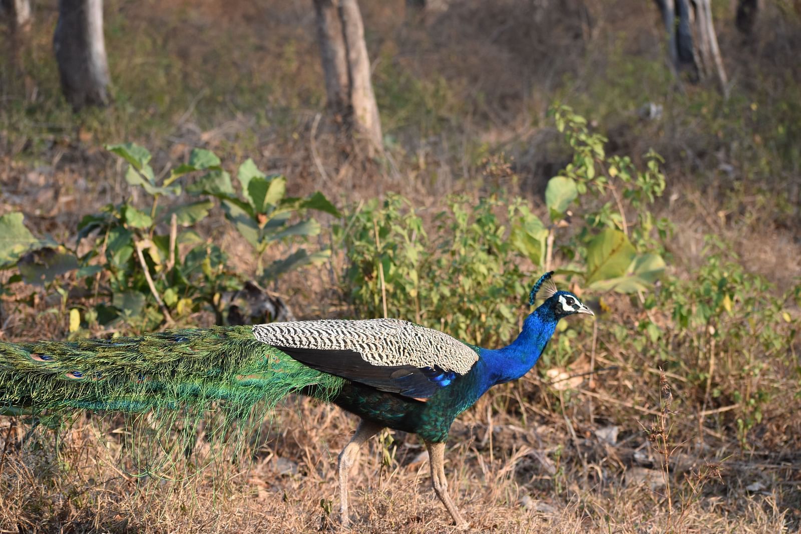 an image of a peacock walking in Bandipur National Park amidst grass and trees in the background