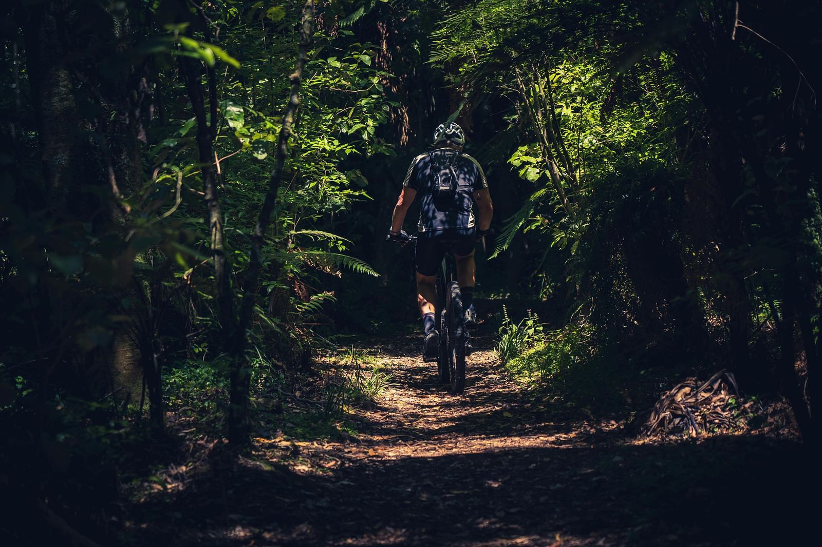 A person cycling along a pathway lined with trees.
