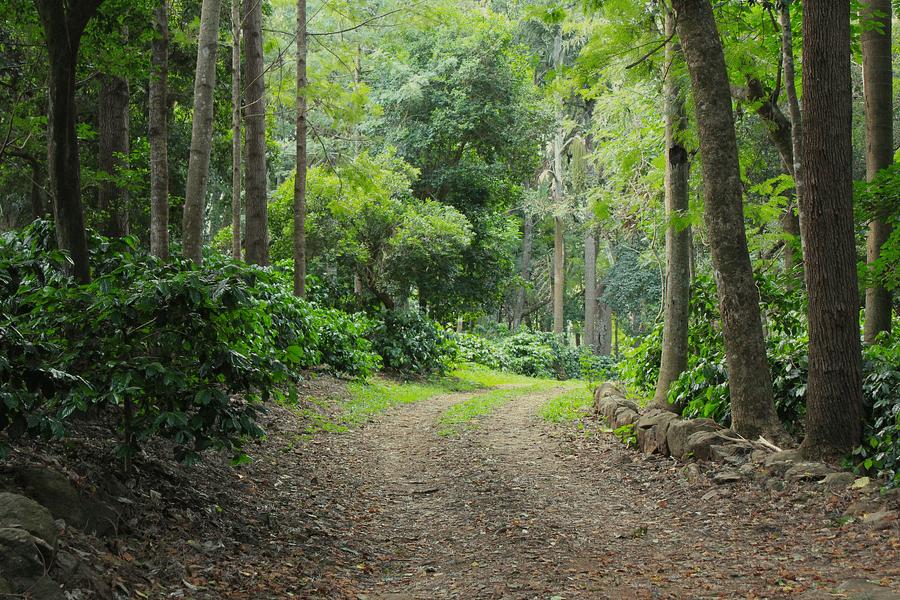 Trek through the Shola2