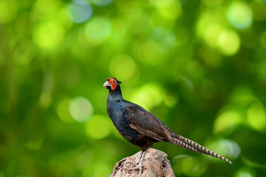 bird park esselworld picture of cape glossy starling