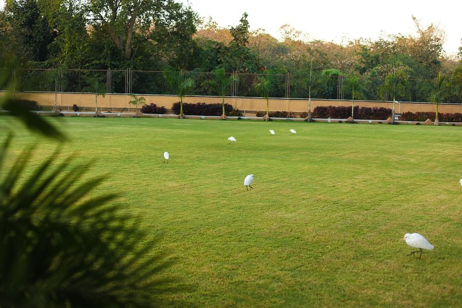 lush green lawn with white birds at Jagira Ananta Elite