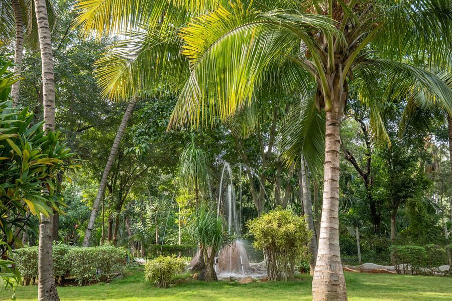 Green lawn area with tall palm trees and a fountain, creating a serene outdoor space in a tropical garden - Black Thunder, Coimbatore